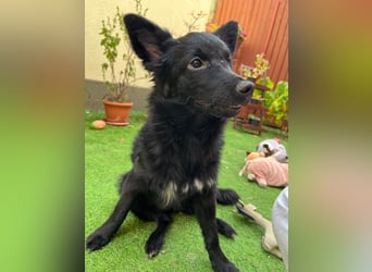 Fiona SR– Kleine Entdeckerin sucht liebevolles Zuhause