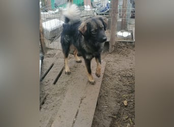 Jaski - katzenverträgliche Herzenshündin sucht ihr Für-Immer-Zuhause