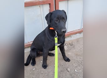 ❤️Labradormix Welpe Nero❤️