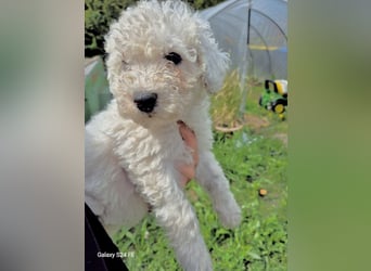Spanische Wasserhund Welpen reinrassig