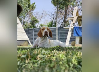 DUNA ❤️ liebevolle Pointer Mix Dame, Pflegefamilie Immenhausen