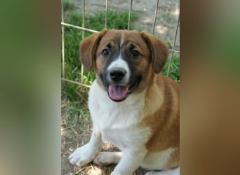 Tilda - süßes Hundemädchen sucht ihre Familie