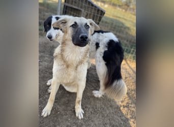 Arlo, geb. ca. 02/2023, lebt in GRIECHENLAND, im städt. Tierheim Serres