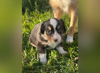 Miniature Australian Shepherd Welpen m. Papieren