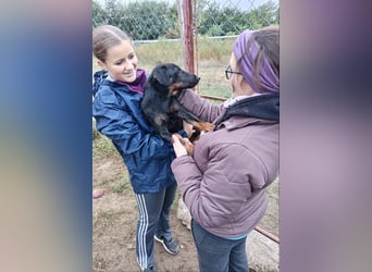 Forest sucht sein Zuhause