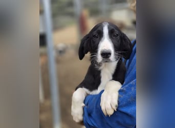 Hübscher Elvis sucht Zuhause für immer!