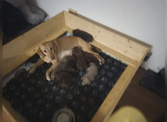 LABRADOR WELPEN Reinrassig mit Ahnentafel - GRAU und BRAUN - Beste Familienzucht
