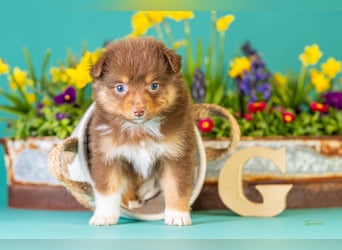 Kleinbleibende Miniature Australian Shepherd Welpen
