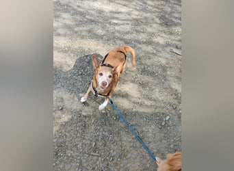 Lady, Podengo-Mix, lieb und verträglich