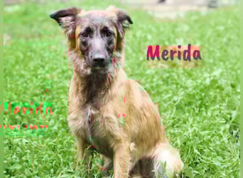 Merida geb. 04/2024 - neugierige, verschmuste traumhaft hübsche Junghündin!