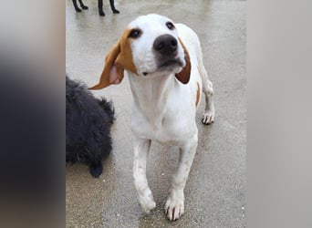 Bracken-Bub ♥Tilly♥ ein wahrer Sonnenschein sucht seine PS oder ES