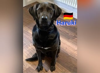 Haruki, 11/18 - VERMITTLUNGSHILFE, sucht DRINGEND
