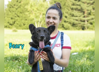 Beary geb. 01/2020 - sanfter und ruhiger kleiner Schatz sucht ruhiges Zuhause!