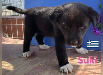 Suki,geb.02/25,hübsches Hundemädchen sucht ihre Familie