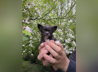 Chihuahua Welpen mit Ahnentafel