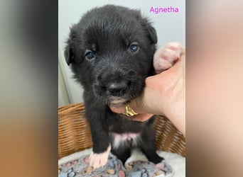 Border Collie Mischlings Welpen
