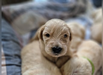 Labradoddle F1