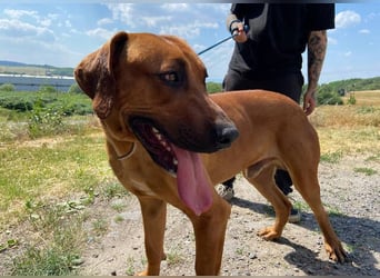 BEETHOVEN, ein Bild von einem Rhodesian Ridgeback!
