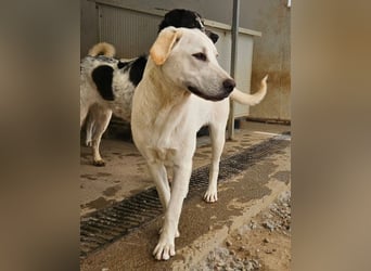 Wayne: Familienhund und treuer Begleiter