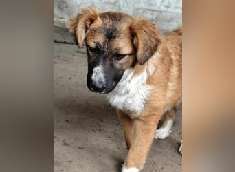 „Marisa“,Liebe Junghündin sucht ein Zuhause, gut verträglich. Noch zurückhaltend.