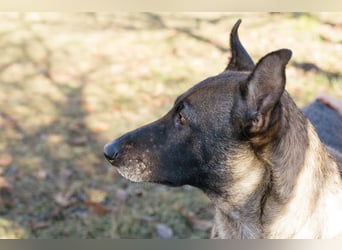 Flower-  Liebevolle Malinois-Mix-Hündin sucht ein geborgenes Zuhause