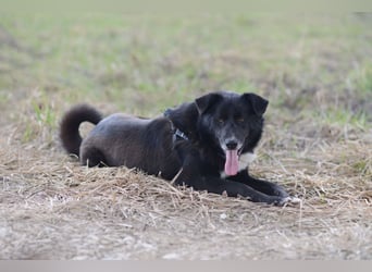 Süßer BALTO wird ein guter Freund