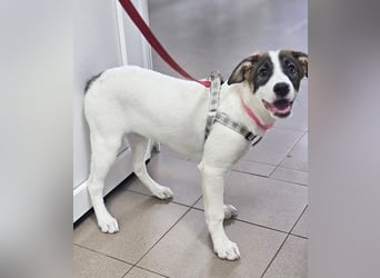 Luna - lebhafte, aktive, verspielte junge Hündin / z.Zt. noch in Rumänien