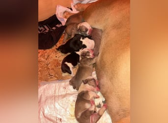 Englische Bulldoggen Welpen– 7 süße Mädels suchen bald ein Zuhause!