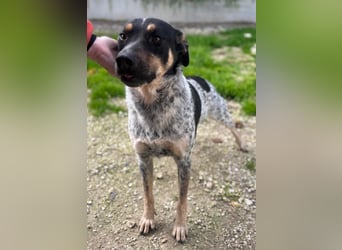 Kurt: toller Begleiter und Familienhund