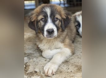 Kroos, geb. ca. 03/2024, lebt in GRIECHENLAND, im städt. Tierheim Serres
