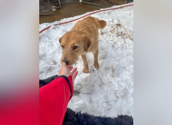 Neugieriger DARCY – ein Traum auf vier Pfoten