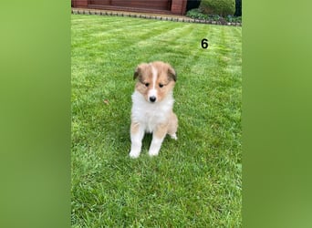 Colliewelpen suchen ein Zuhause!