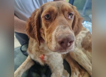 Baby - die sanfte Kämpferin liebt Kinder, Hunde , Katzen und ein warmes Körbchen