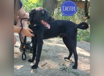 Chester ein absolut toller Rüder
