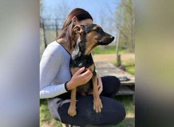 Dobby LM – kleiner Wirbelwind sucht seine Familie