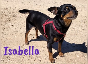 Isabella 07/2023 (ESP Pflegestelle) - verschmuste und verträgliche, kleine Pinscher-Mix Hündin!