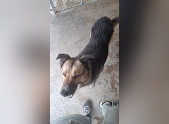 Schäferhund-Mix Loki - Rohdiamant sucht Zuhause