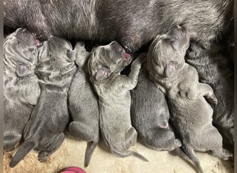 Cane Corso Welpen FCI Ahnentafel