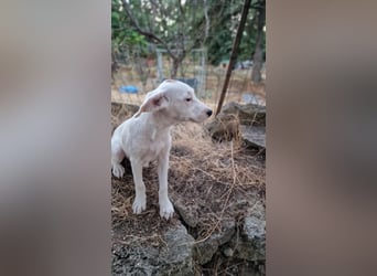LEILANI ❤️ Eilig! sucht Zuhause oder Pflegestelle