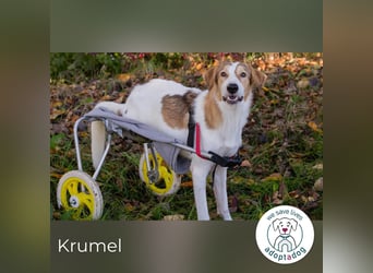 Krumel – Die gute Seele mit Kampfgeist