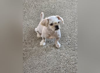 FIGARO - ein fröhlicher Zwerg sucht Zuhause oder Pflegestelle!