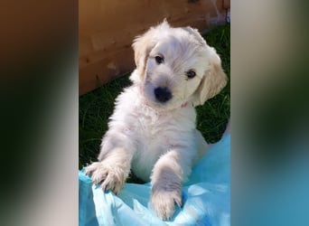Goldendoodle - Welpen [Double-Doodle]