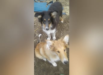 Colliekind - Mädchen - MAGICWOMAN