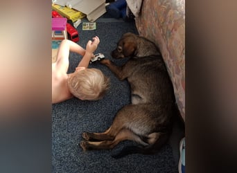 Offene, kinderliebe Eli sucht liebevolles Zuhause