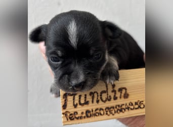Chihuahua Welpen ab 22.08 abzugeben