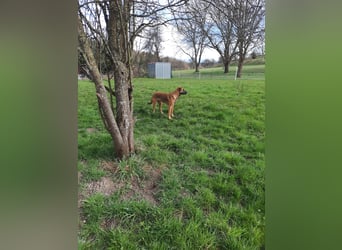 Schäferhund-Rodesien Ridgeback Michling  8 Monate