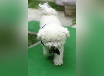BUBI Bichon Mix