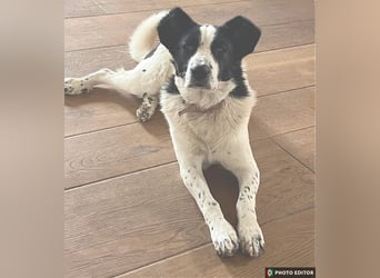 Frodo, gute Laune ist garantiert, PS in 86701 Rohrenfels