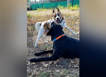 Barney – toller Bub mit viel Potenzial – wartet in PLZ 12683 Berlin-Biesdorf