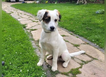 Englisch-Setter-Mix Welpe (Tierschutz)